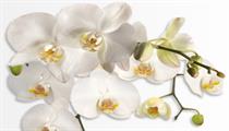 Elite Dentistry Center-Bogdan Butriy DDS